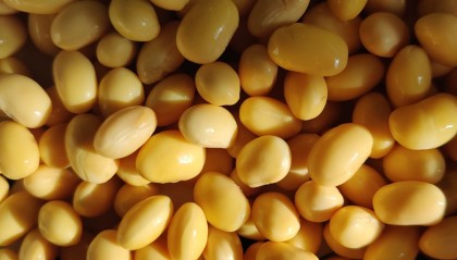 大豆现货(大豆现货交易平台)