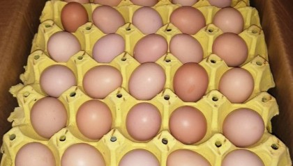 鸡蛋现货(鸡蛋现货报价下跌)