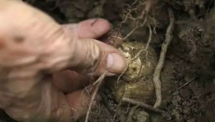 炒币子(炒币子合法吗)