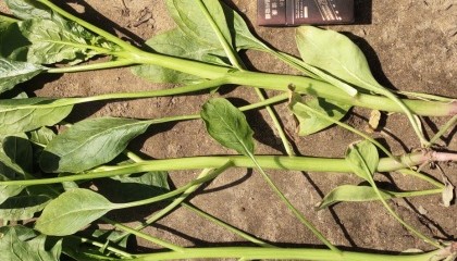 菠菜币行情(菠菜币的价格行情)