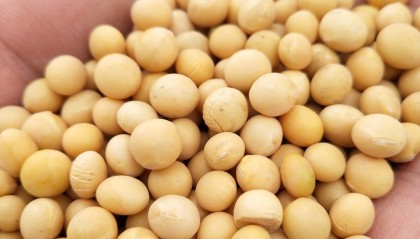 大豆现货(大豆现货市场)