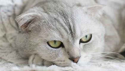 国机汽车：已制定市值管理制度