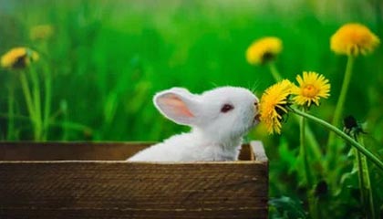 股票交易的基本规则有哪些？