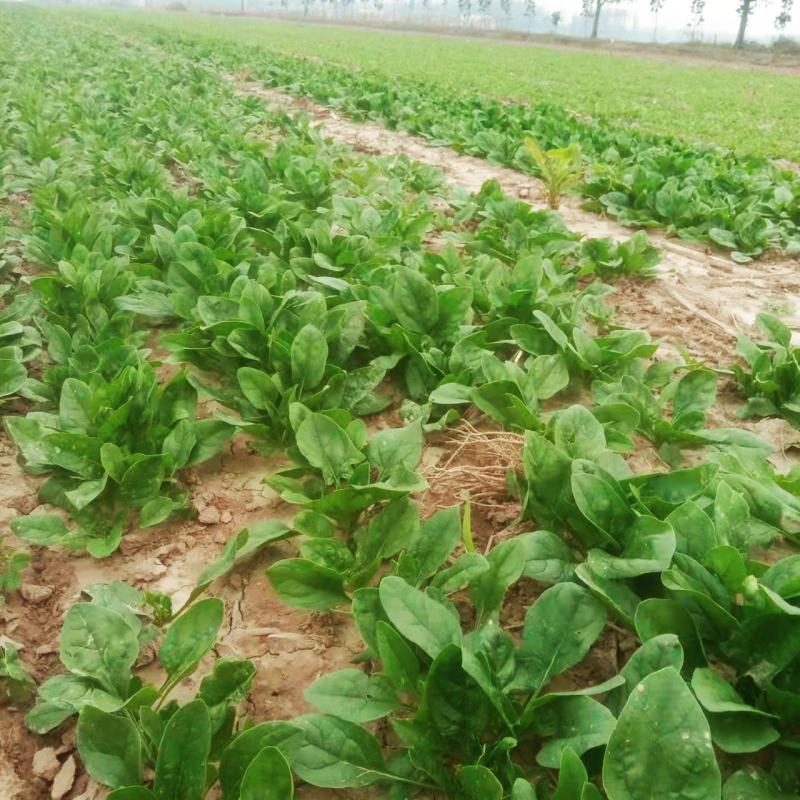 菠菜币行情(菠菜币的价格行情)