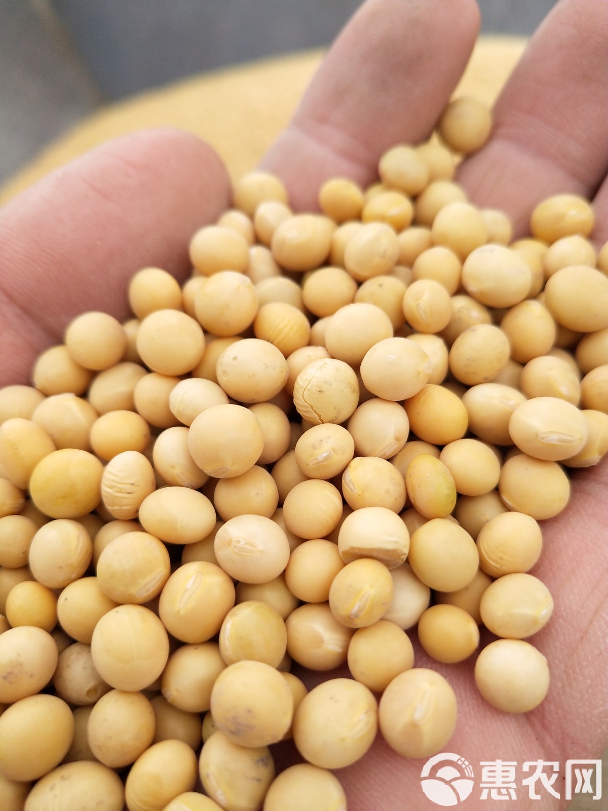 大豆现货(大豆现货市场)