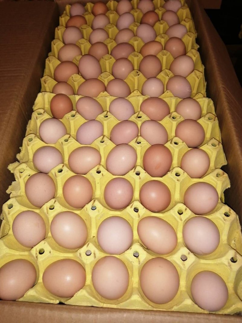 鸡蛋现货(鸡蛋现货报价下跌)