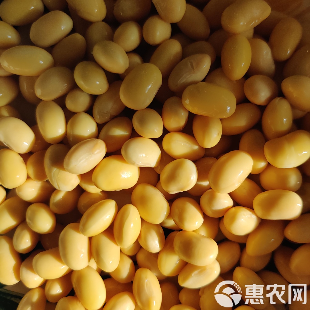 大豆现货(大豆现货交易平台)