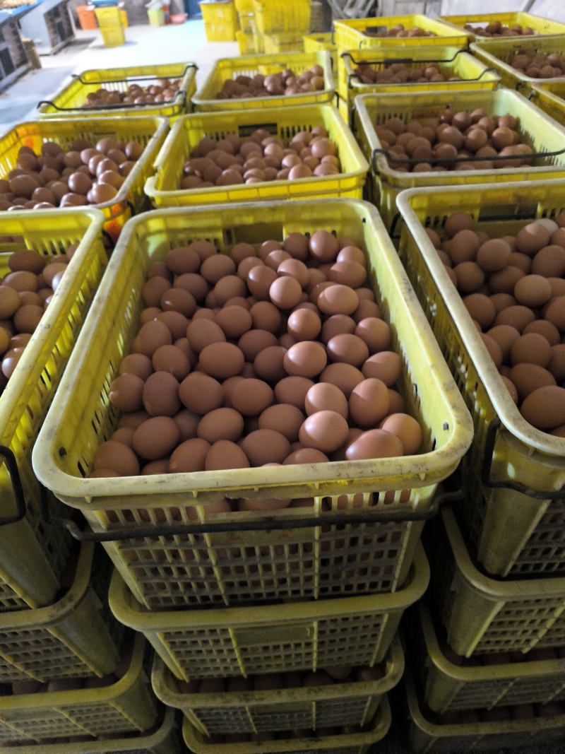 鸡蛋现货(鸡蛋现货报价下跌)
